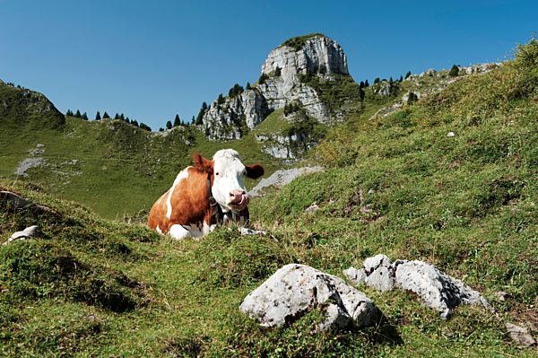 alp, Alps, alpine pasture, Bernese Alps, Bernese Alps, autumn, fall, canton Bern, cow, agriculture, farming, milker, dairy cow, milk cow, dairy, dairy farming, Oberberghorn, cattle, Switzerland, Schynige Platte, pasture