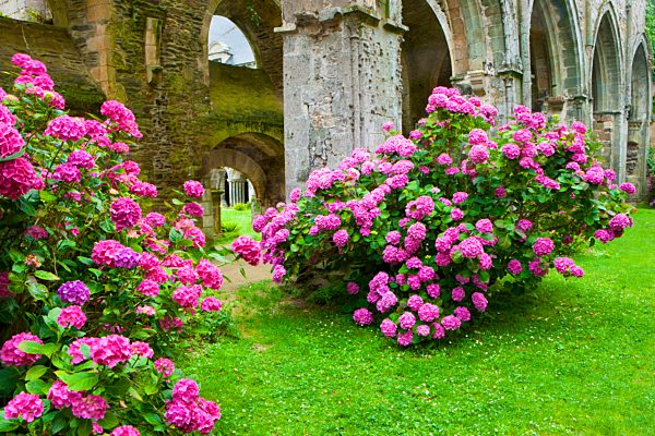 Abbaye de Beauport, Paimpol, France, Europe, Brittany, department Côtes d'Armor, cloister ruins, cloister, ruins, flowers, hydrangeas