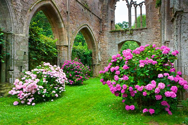 Abbaye de Beauport, Paimpol, France, Europe, Brittany, department Côtes d'Armor, cloister ruins, cloister, ruins, flowers, hydrangeas