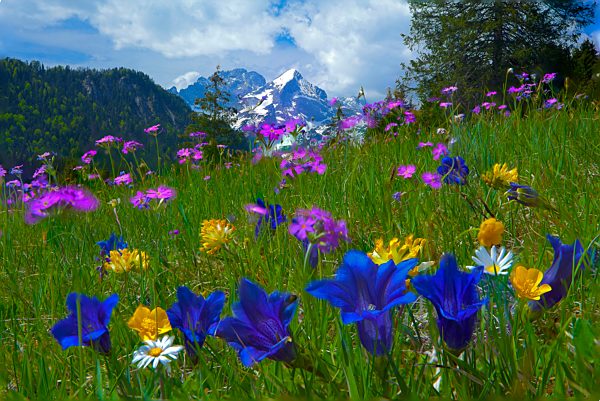 Germany, Bavaria, Werdenfels land, country, Garmisch-Partenkirchen, meadow, flowers, Alpine, flowers, mountain flowers, gentian, sore clover, crowfoot, daisy, glue primrose, grass, wood, forest, nature, mountains, Alpspitze, Zugspitze, Wetterstein, healthy