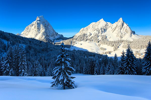 Alps, Alpine, panorama, view, mountain, mountains, massif, Brunni, trees, spruce, spruces, summits, peaks, big, Mythen, Central Switzerland, small, little, Mythen, cold, panorama, snow, Switzerland, Europe, Swiss Alps, Schwyz, pre-alps, sunrise, fir, firs,