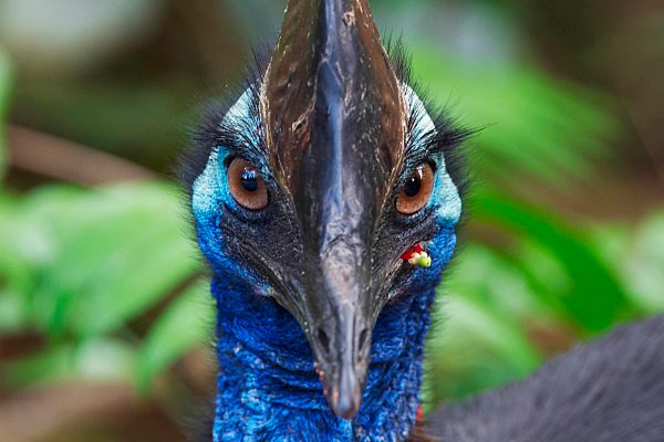 Australia, cassowary, Casuarius, autralian cassowary, mission Beach, Queensland, animal, blue, bird