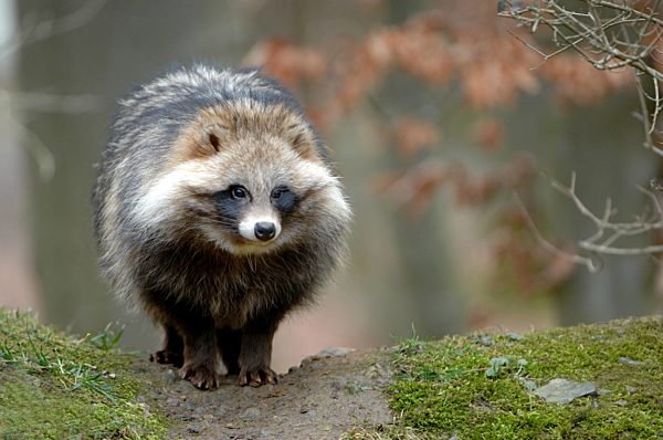 raccoon dog, Enok, Nyctereutes procyonoides, canids, predators, animal, animals, Germany, Europe,