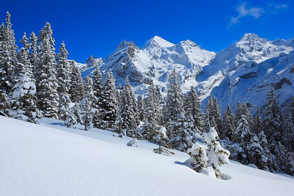Alps, Alpine panorama, view, mountain, mountains, mountain massif, mountain panorama, Bern, Bernese Alps, Bernese Oberland, Blüemlisalp Rothorn, Blüemlisalphorn, trees, ice, cliff, spruce, spruces, mountains, summits, peaks, glaciers, Kandersteg, cold, u