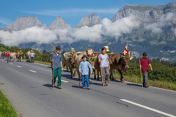 Flumserberg, alps, Flumserberge, Churfirsten, Alps, mountain, mountains, tradition, folklore, national costumes, autumn, cow, cows, agriculture, national costume party, event, SG, canton St. Gallen, cattle drive, Switzerland, Europe,