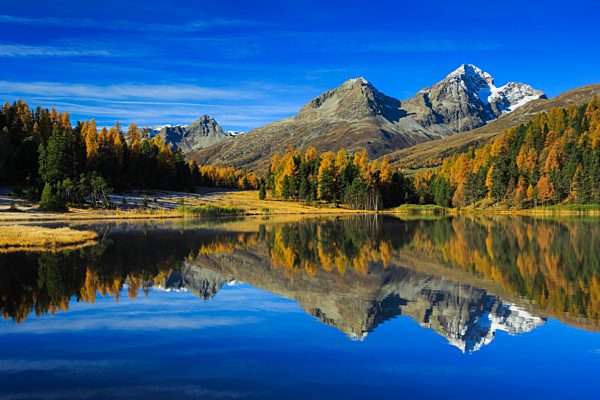 Alps, Alpine, panorama, mountain, mountains, massif, mountain lake, mountains, summit, peak, Graubünden, Grisons, autumn, colors, wood, Lej da Staz, larch, larches, Oberengadin, Engadine, panorama, Piz Albana, Piz Julier, reflection, Switzerland, Europe,