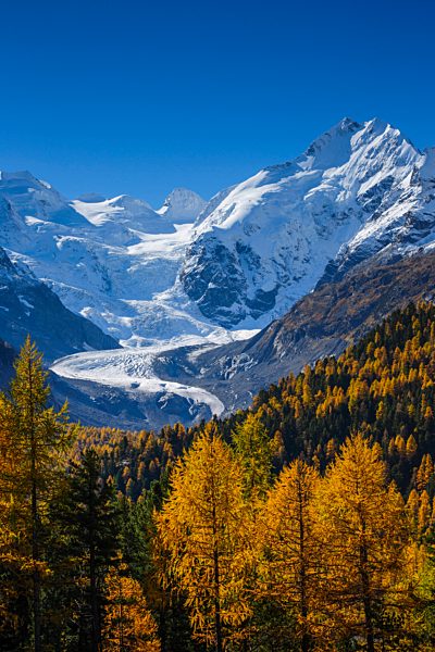 Alps, Alpine, panorama, mountain, mountains, massif, Biancograt, ice, mountains, summit, peak, glacier, Graubünden, Grisons, autumn, colors, wood, cold, larch, larches, Morteratsch, Oberengadin, Engadine, panorama, Piz Bernina, Piz Palü, snow, Switzerlan