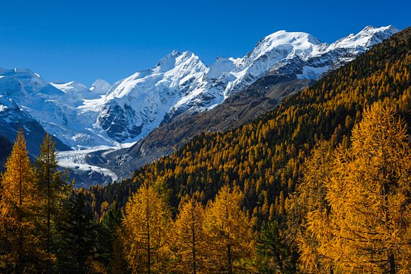 Alps, Alpine, panorama, mountain, mountains, massif, Biancograt, ice, mountains, summit, peak, glacier, Graubünden, Grisons, autumn, colors, wood, cold, larch, larches, Morteratsch, Oberengadin, Engadine, panorama, Piz Bernina, Piz Morteratsch, Piz Palü,