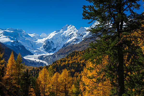 Alps, Alpine, panorama, mountain, mountains, massif, Biancograt, ice, mountains, summit, peak, glacier, Graubünden, Grisons, autumn, colors, wood, cold, larch, larches, Morteratsch, Oberengadin, Engadine, panorama, Piz Bernina, Piz Palü, snow, Switzerlan
