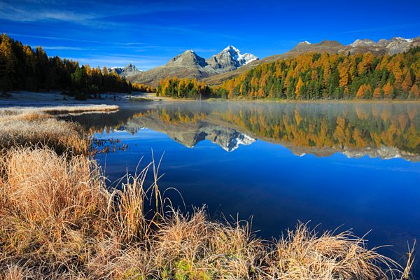 Alps, Alpine, panorama, mountain, mountains, massif, mountain lake, mountains, summit, peak, Graubünden, Grisons, autumn, colors, wood, Lej da Staz, larch, larches, Oberengadin, Engadine, panorama, Piz Albana, Piz Julier, reflection, Switzerland, Europe,