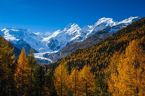 Alps, Alpine, panorama, mountain, mountains, massif, Biancograt, ice, mountains, summit, peak, glacier, Graubünden, Grisons, autumn, colors, wood, cold, larch, larches, Morteratsch, Oberengadin, Engadine, panorama, Piz Bernina, Piz Morteratsch, Piz Palü,