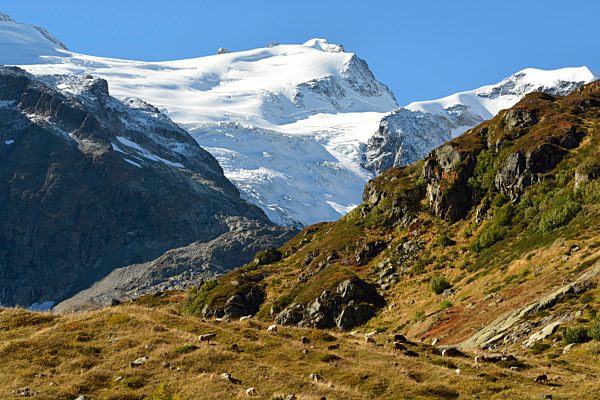 Steingletscher, mountains, Mittlerer Tierberg, glacier Steingletscher, glacier, ice, snow, sheeps, Alps, canton Berne, Switzerland, Europe,