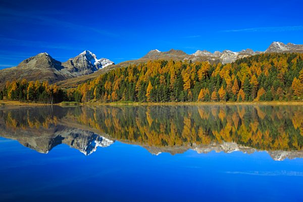 Alps, Alpine, panorama, mountain, mountains, massif, mountain lake, mountains, summit, peak, Graubünden, Grisons, autumn, colors, wood, Lej da Staz, larch, larches, Oberengadin, Engadine, panorama, Piz Albana, Piz Julier, reflection, Switzerland, Europe,
