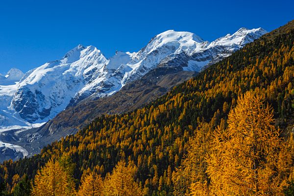 Alps, Alpine, panorama, mountain, mountains, massif, Biancograt, ice, mountains, summit, peak, glacier, Graubünden, Grisons, autumn, colors, wood, cold, larch, larches, Oberengadin, Engadine, panorama, Piz Bernina, Piz Morteratsch, snow, Switzerland, Euro