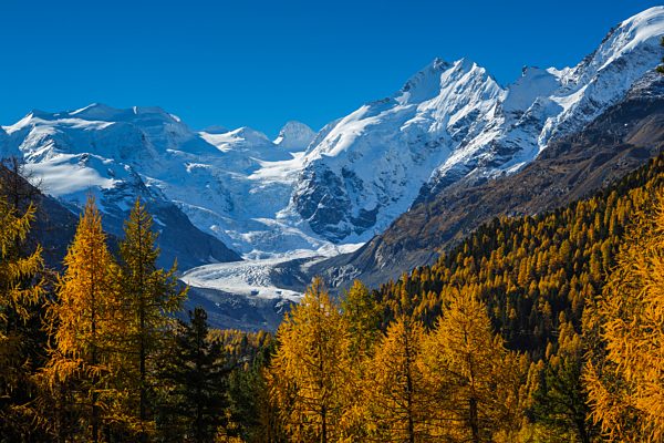 Alps, Alpine, panorama, mountain, mountains, massif, Biancograt, ice, mountains, summit, peak, glacier, Graubünden, Grisons, autumn, colors, wood, cold, larch, larches, Morteratsch, Oberengadin, Engadine, panorama, Piz Bernina, Piz Palü, snow, Switzerlan