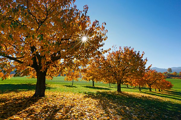 Cherry trees in autumn, Prunus avium, Baselland, Switzerland