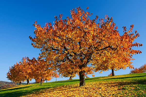 Cherry trees in autumn, Prunus avium, Switzerland