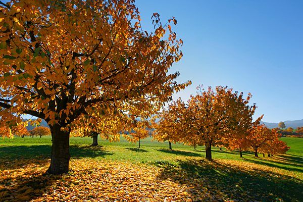 Cherry trees in autumn, Prunus avium, Baselland, Switzerland