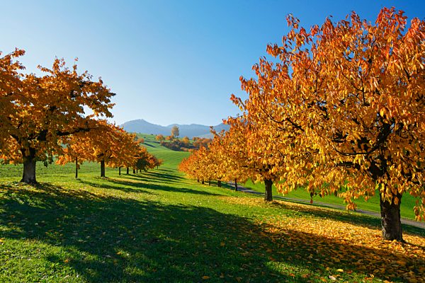 Cherry trees in autumn, Prunus avium, Baselland, Switzerland