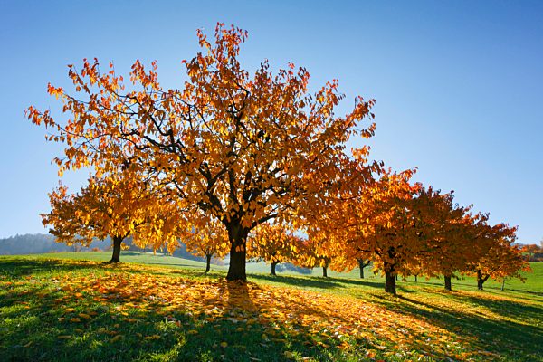 Cherry trees in autumn, Prunus avium, Baselland, Switzerland