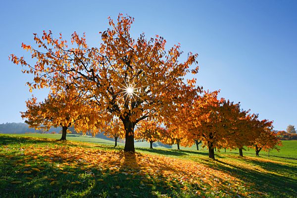 Cherry trees in autumn, Prunus avium, Baselland, Switzerland