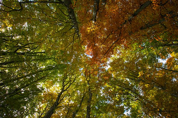 Beech forest in autumn, Switzerland