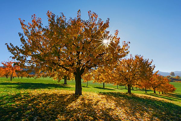Cherry trees in autumn, Prunus avium, Baselland, Switzerland