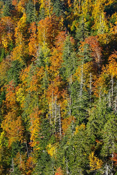 Mixed forest in autumn, Switzerland
