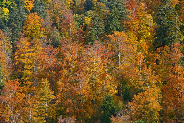 Mixed forest in autumn, Switzerland
