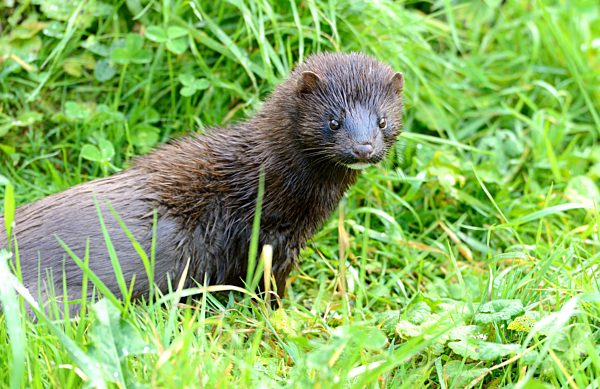 Mink, american Mink