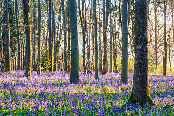 England, Hampshire, Bluebells