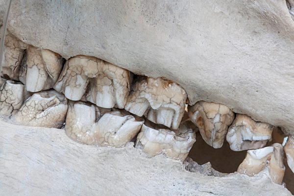 England, Oxfordshire, Oxford, Museum of Natural History, Hippopotamus Teeth