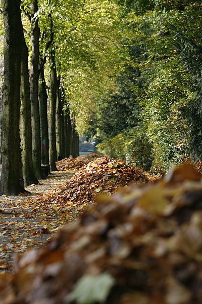 Herbstlich goldgelbes Laub liegt in Haufen in einem Park in Düsseldorf (Foto...