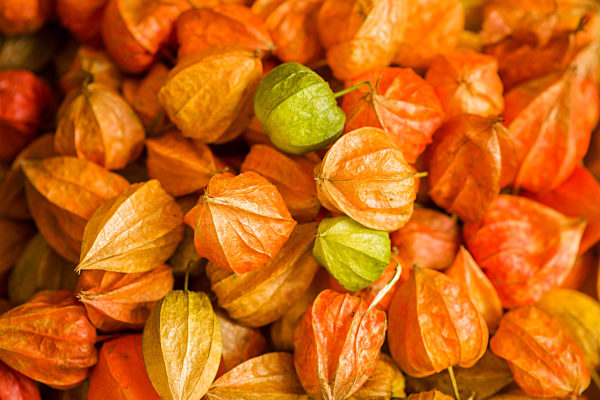 Physalis auf Wochenmarkt