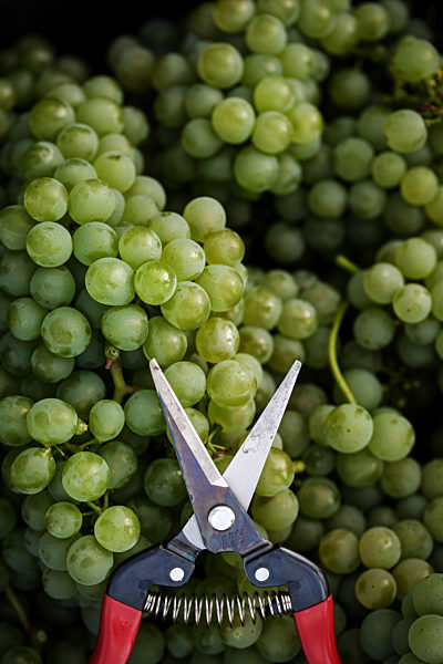 Vintage opened in Franconia