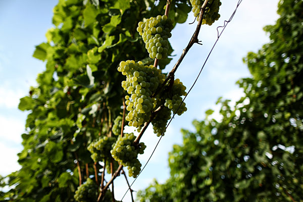 Weinlese in Franken eröffnet