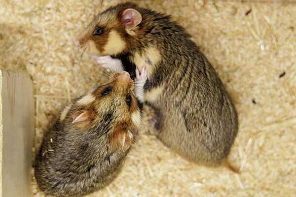 Feldhamster-Nachzucht