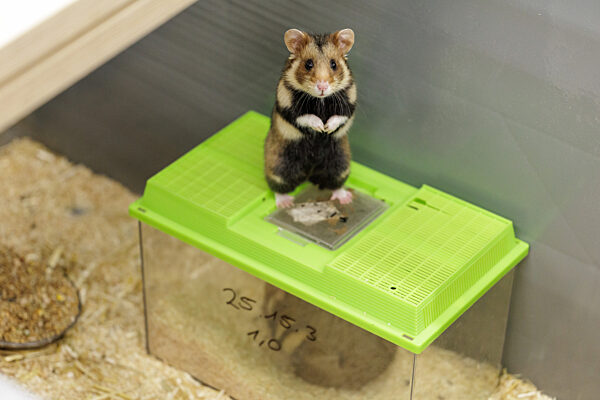 Feldhamster-Nachzucht