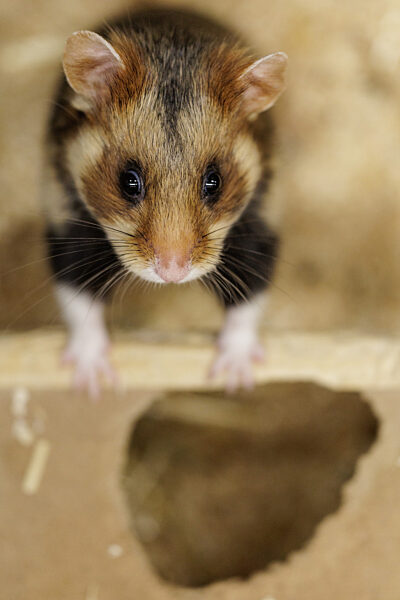 Feldhamster-Nachzucht