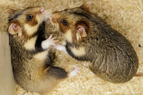 Feldhamster-Nachzucht