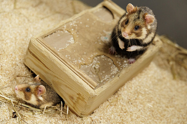 Feldhamster-Nachzucht