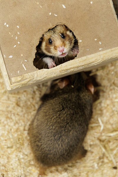 Feldhamster-Nachzucht