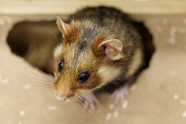 Feldhamster-Nachzucht