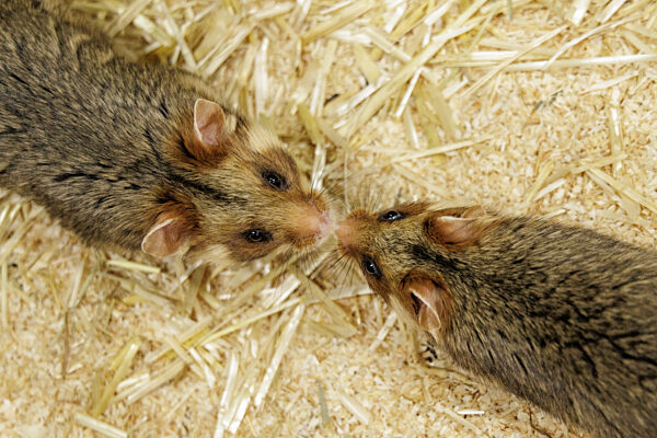 Feldhamster-Nachzucht