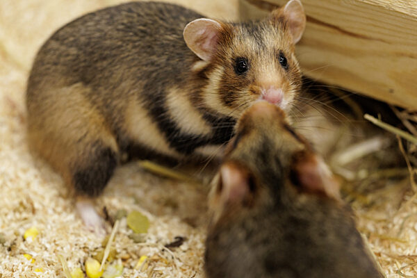 Feldhamster-Nachzucht