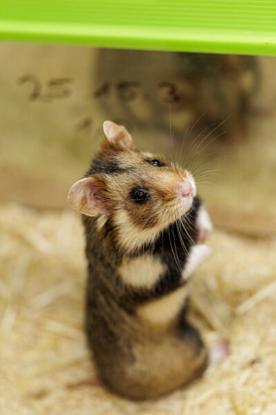 Feldhamster-Nachzucht