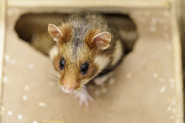 Feldhamster-Nachzucht