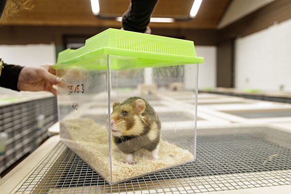 Feldhamster-Nachzucht