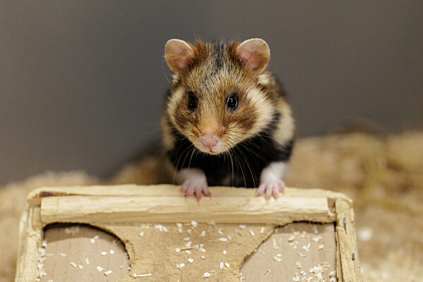 Feldhamster-Nachzucht