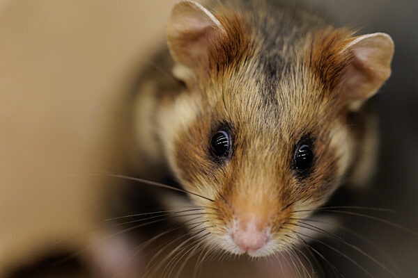 Feldhamster-Nachzucht